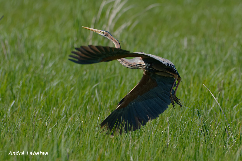 Héron pourpré (2).jpg
